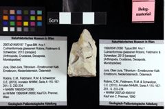 Foto (Objket + Etiketten) von Culmenformosa glaessneri (Robins, Feldmann & Schweitzer, 2013) 